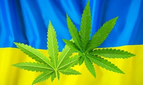 Медична Марихуана та Канабіноїди в Україні: Шлях до Легалізації та Нові Горизонти