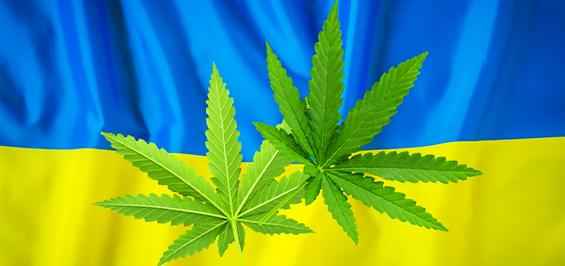 Детальніше про статтю Медична Марихуана та Канабіноїди в Україні: Шлях до Легалізації та Нові Горизонти